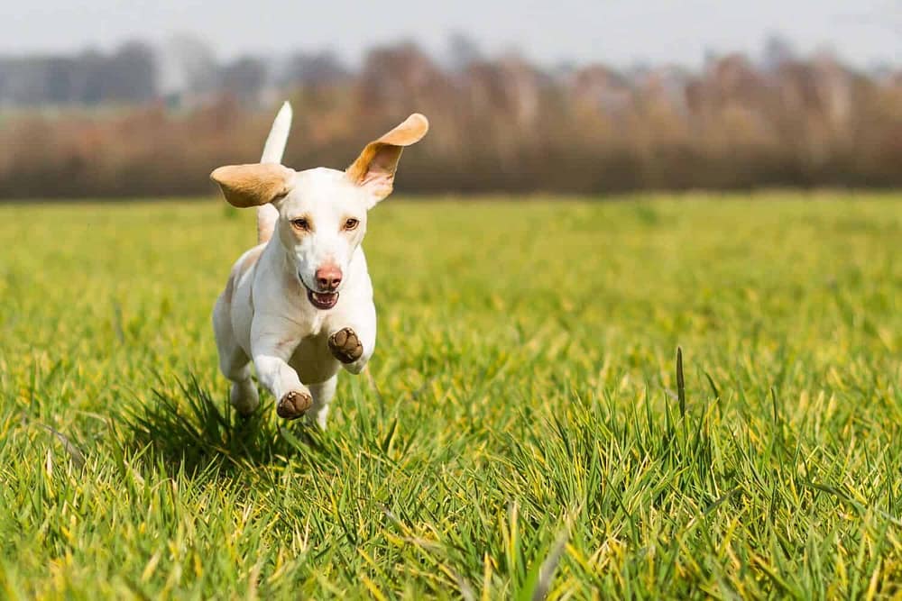 dog running, best dog houses-dogspeaking.com