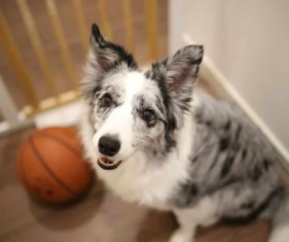 dog pen and dog gates