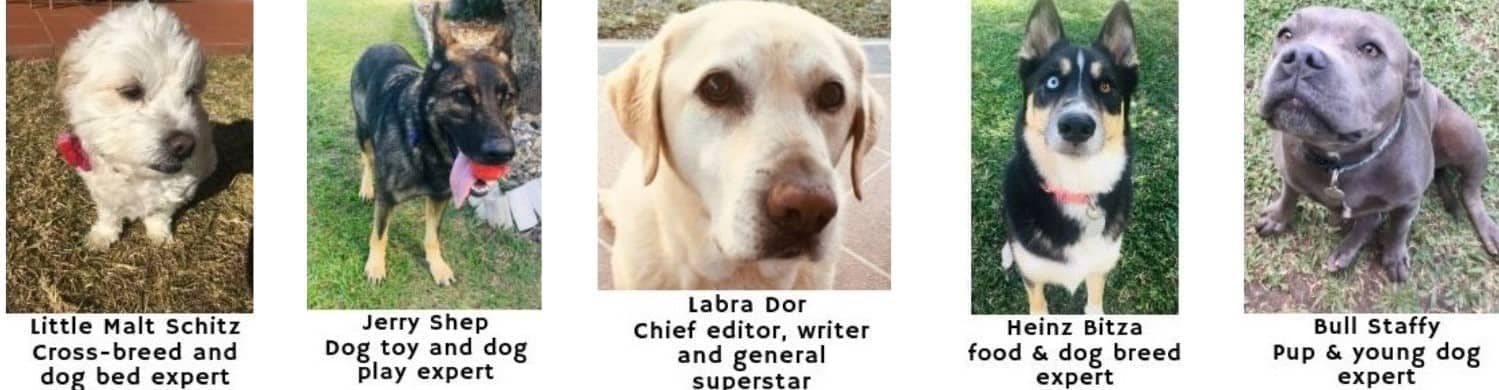 Picture of all the writing team, Little Malt, Heinz, Labra, Jerry and Bull