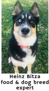 Best dog collars by Heinz Bitza - Dogspeaking.com