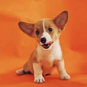 Where to start with dog training?
