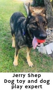 Jerry Shep - German Shepherd and dog play expert