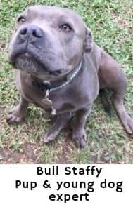 Bull Staffy - Expert on dog and puppy health