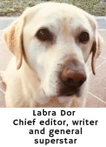 Labra Dor, Chief editor talks about the best dog houses