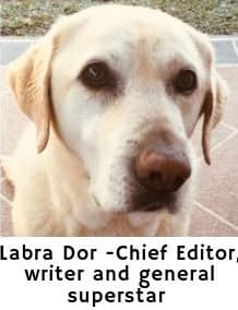 Labra Dor superstar and chief editor of dogspeaking.com