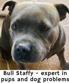 Bull Staffy - dog nail clipper expert