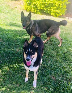 Jerry playing with his buddy Heinz- best dogs.
