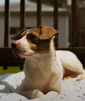 dog crates -Travel crates for dogs dogspeaking.com