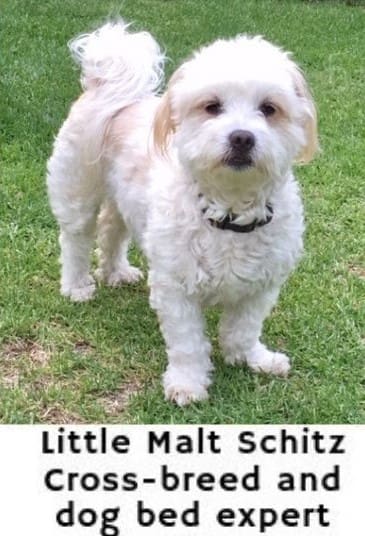 Little Malt Shitz - on dog training an introduction - dogspeaking.com