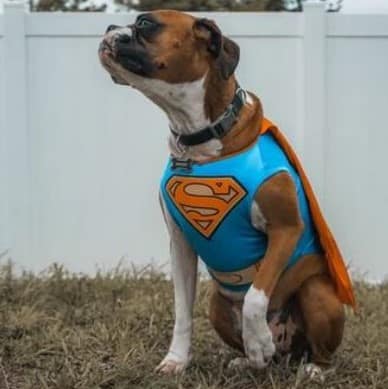 dog clothes - dog fancy dress, superman dog