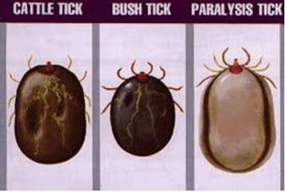 How to recognise the Australian paralysis tick. When to take dog to the vet The Australian Paralysis tick and 2 other common ticks - Dogspeaking