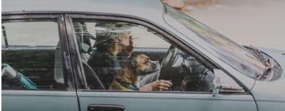 dogs in cars - keep your dog in the back - dogspeaking.com