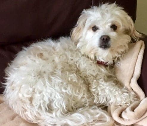 Dog Training - introductionLittle Malt sleeping - Dogspeaking