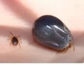 How to recognise an Australian paralysis tickis tick small and engorged