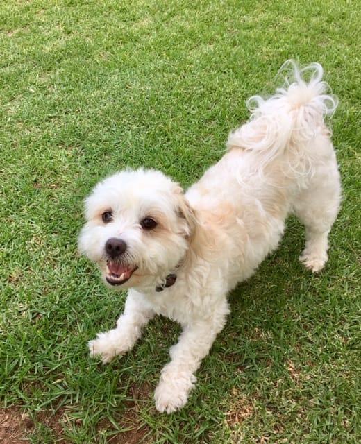 How to train a dog - little Malt playing - dogspeaking.com