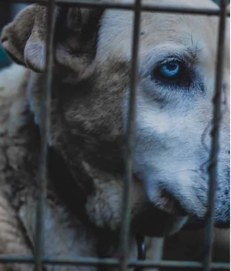 Dog crates - dog in crate dogspeaking.com