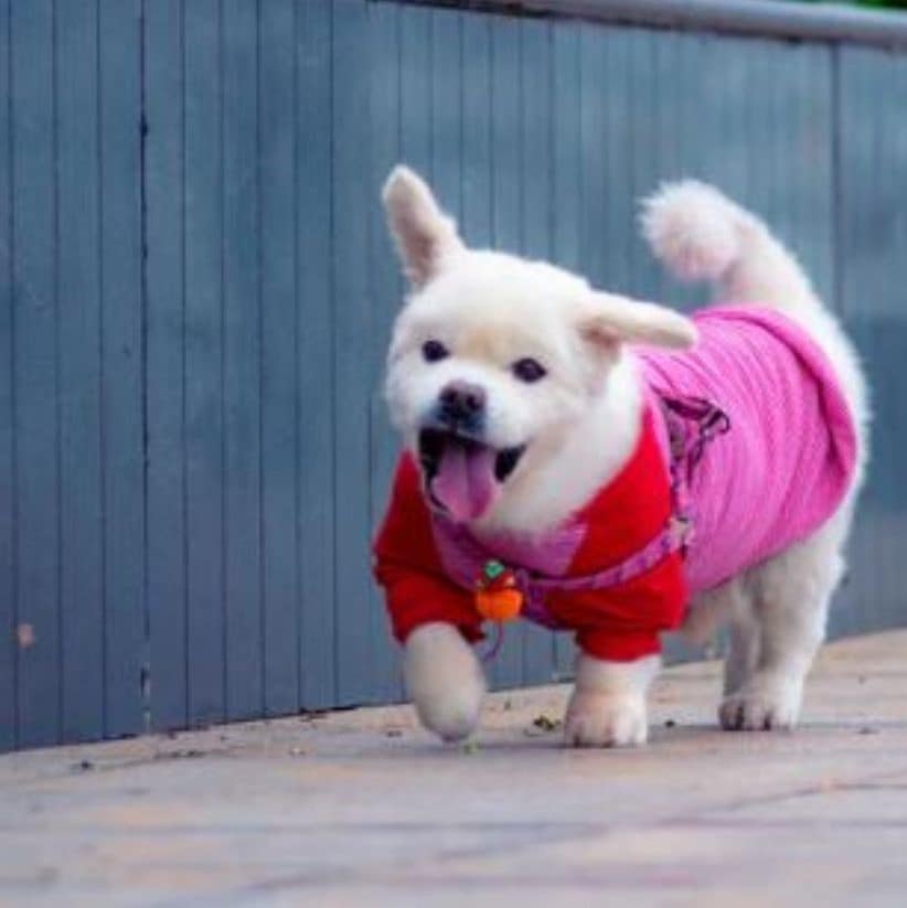 How often should you walk your dog? Benefits of dog walking. Little dog walking