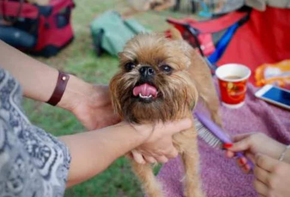 Dog grooming tools - dog clippers and scissors little dog