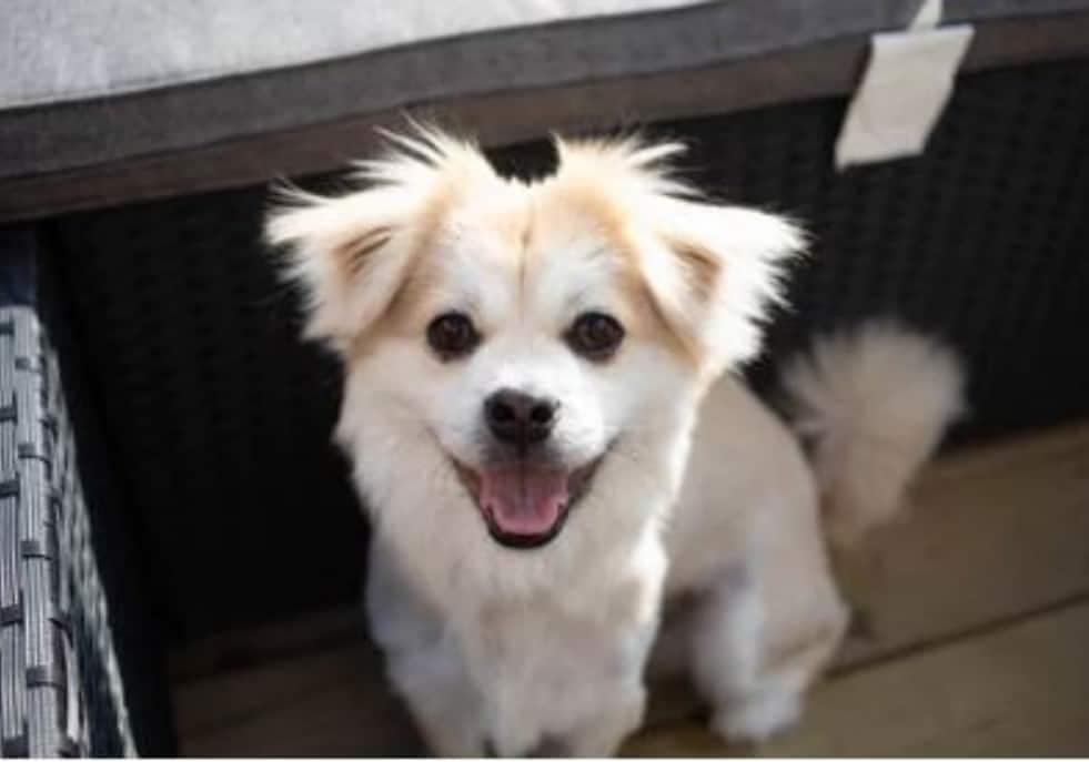 Dog dental health- oral health, smiling dog