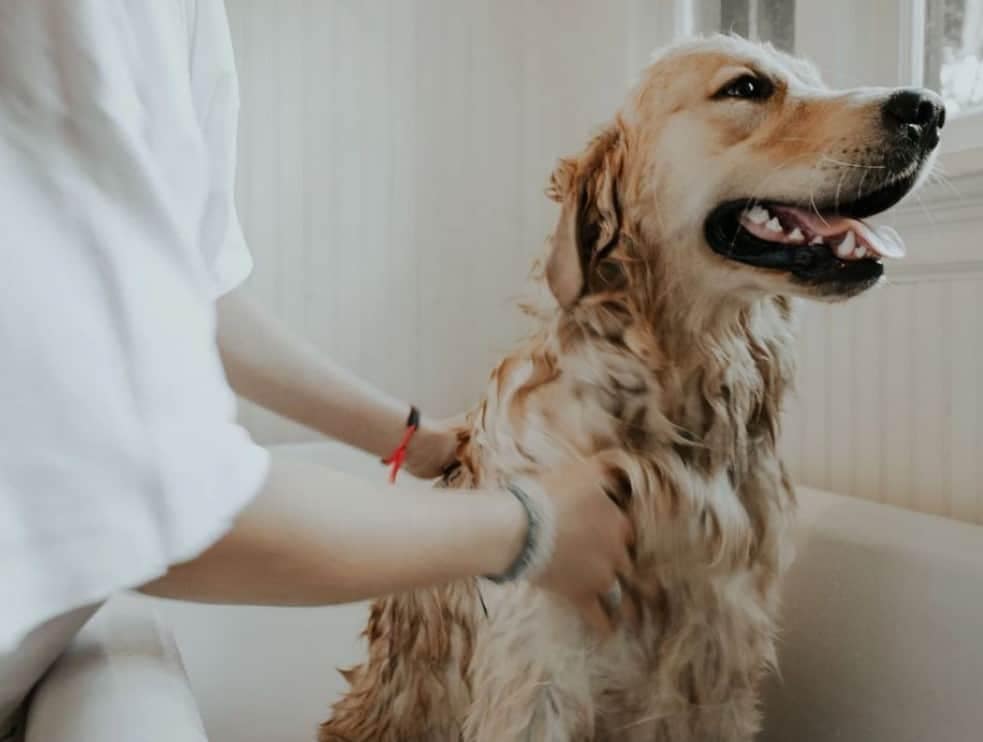 dog having a bath - best dog shampoo and dog conditioner