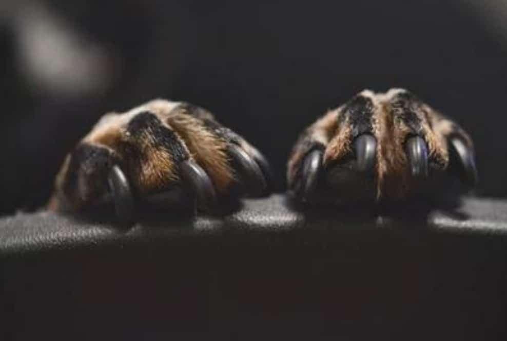 best dog nail clippers and nail grinders - dog nails