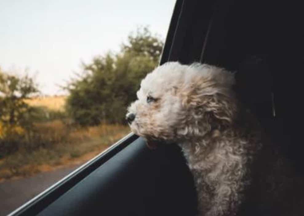 dog harness for car - little dog in the back -dogspeaking.com