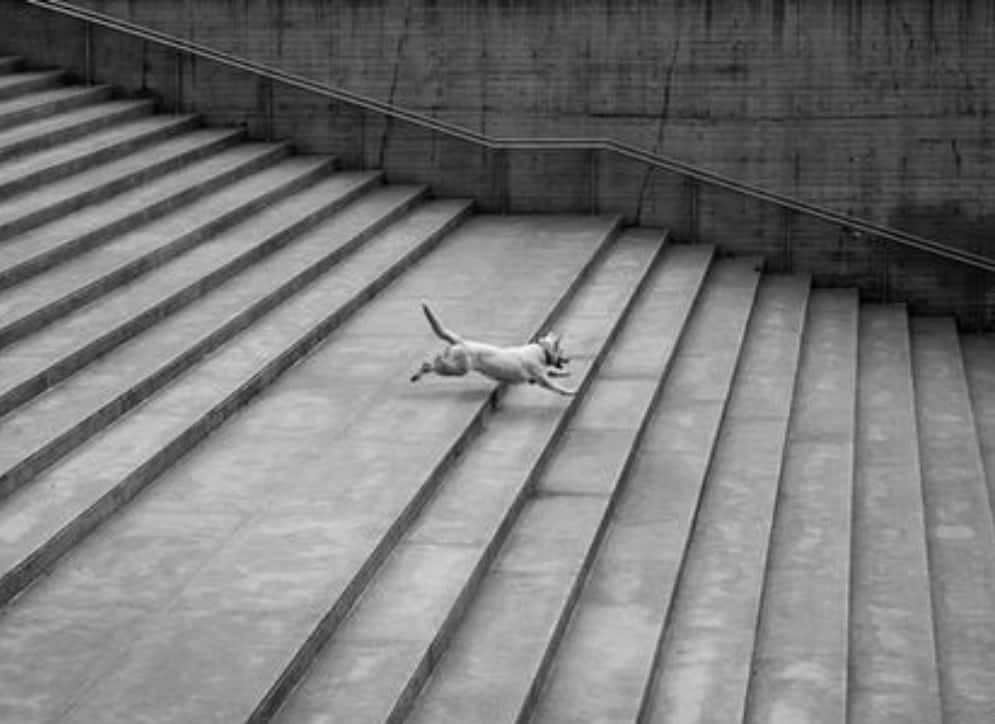 dog steps and dog ramps dogspeaking.com