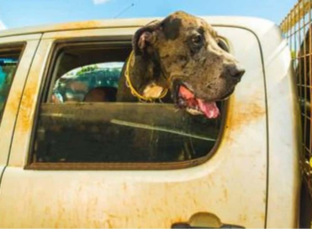 Pet covers for your car dogspeaking.com